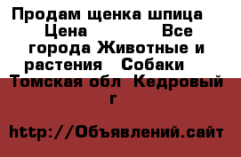 Продам щенка шпица.  › Цена ­ 15 000 - Все города Животные и растения » Собаки   . Томская обл.,Кедровый г.